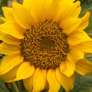 Dwarf Sunspot Sunflower Seeds For Planting (Helianthus annuus)
