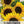 Dwarf Sunspot Sunflower Seeds For Planting (Helianthus annuus)