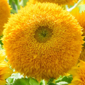 Dwarf Teddy Sunflower Seeds For Planting (Helianthus annuus)