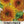 Dwarf Teddy Sunflower Seeds For Planting (Helianthus annuus)