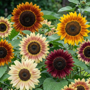 Evening Sun Sunflower Seeds For Planting (Helianthus annuus)