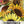Evening Sun Sunflower Seeds For Planting (Helianthus annuus)