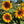 Firecracker Sunflower Seeds For Planting (Helianthus annuus)
