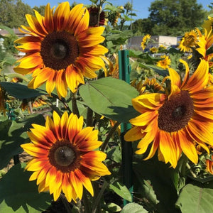 Firecracker Sunflower Seeds For Planting (Helianthus annuus)