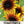 Firecracker Sunflower Seeds For Planting (Helianthus annuus)