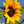 Henry Wilde Sunflower Seeds For Planting (Helianthus annuus)