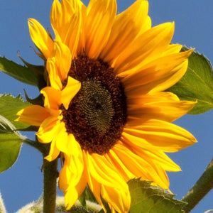 Henry Wilde Sunflower Seeds For Planting (Helianthus annuus)