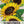Henry Wilde Sunflower Seeds For Planting (Helianthus annuus)