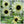 Italian White Sunflower Seeds For Planting (Helianthus annuus)