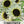 Italian White Sunflower Seeds For Planting (Helianthus annuus)