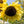 Lemon Queen Sunflower Seeds For Planting (Helianthus annuus)