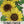 Lemon Queen Sunflower Seeds For Planting (Helianthus annuus)