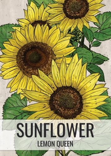 Lemon Queen Sunflower Seeds For Planting (Helianthus annuus)