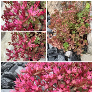 Dragon's Blood Sedum Seeds For Planting (Sedum coccineum)