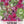 Dragon's Blood Sedum Seeds For Planting (Sedum coccineum)