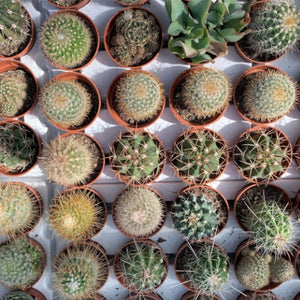 Cacti Seeds Specialty Blend