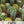 Cacti Seeds Specialty Blend