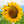 Mammoth Grey Stripe Sunflower Seeds For Planting (Helianthus annuus)