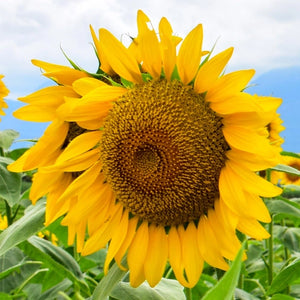 Mammoth Grey Stripe Sunflower Seeds For Planting (Helianthus annuus)