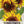 Mammoth Grey Stripe Sunflower Seeds For Planting (Helianthus annuus)