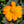 Mexican Torch Sunflower Seeds For Planting (Tithonia rotundifolia)