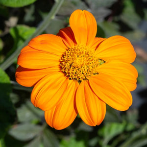 Mexican Torch Sunflower Seeds For Planting (Tithonia rotundifolia)