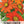 Mexican Torch Sunflower Seeds For Planting (Tithonia rotundifolia)