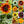 Crazy Mixed Sunflower Seeds For Planting (Helianthus annuus) 15+ Varieties