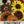 Crazy Mixed Sunflower Seeds For Planting (Helianthus annuus) 15+ Varieties