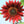 Moulin Rouge Sunflower Seeds For Planting (Helianthus annuus)