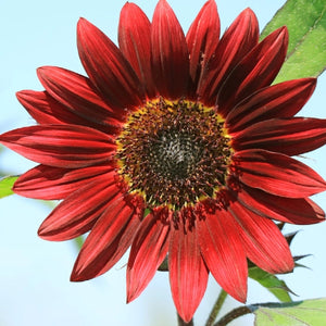 Moulin Rouge Sunflower Seeds For Planting (Helianthus annuus)