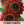 Moulin Rouge Sunflower Seeds For Planting (Helianthus annuus)