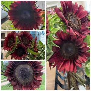 Procut Red Sunflower Seeds For Planting (Helianthus annuus)