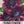 Procut Red Sunflower Seeds For Planting (Helianthus annuus)