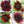 Red Sun Sunflower Seeds For Planting (Helianthus annuus)