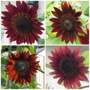 Red Sun Sunflower Seeds For Planting (Helianthus annuus)