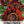 Red Sun Sunflower Seeds For Planting (Helianthus annuus)
