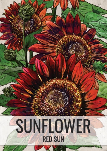 Red Sun Sunflower Seeds For Planting (Helianthus annuus)