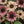 Ruby Eclipse Sunflower Seeds For Planting (Helianthus annuus)