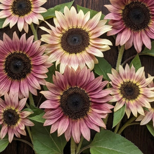 Ruby Eclipse Sunflower Seeds For Planting (Helianthus annuus)