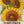 Incredible Dwarf Sunflower Seeds For Planting (Helianthus annuus)