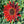 Midnight Rouge Sunflower Seeds For Planting (Helianthus annuus)