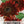 Midnight Rouge Sunflower Seeds For Planting (Helianthus annuus)