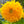 Tall Sungold Sunflower Seeds For Planting (Helianthus annuus)