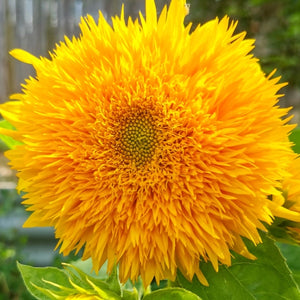 Tall Sungold Sunflower Seeds For Planting (Helianthus annuus)