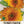 Tall Sungold Sunflower Seeds For Planting (Helianthus annuus)