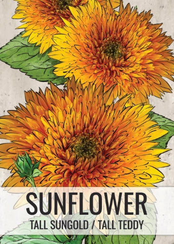 Tall Sungold Sunflower Seeds For Planting (Helianthus annuus)