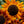 Earthwalker Sunflower Seeds For Planting (Helianthus annuus)