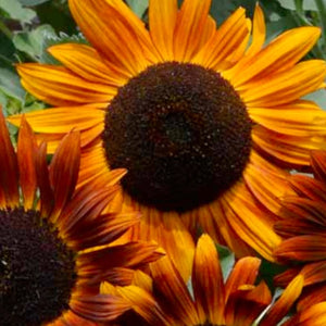 Earthwalker Sunflower Seeds For Planting (Helianthus annuus)