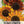 Earthwalker Sunflower Seeds For Planting (Helianthus annuus)